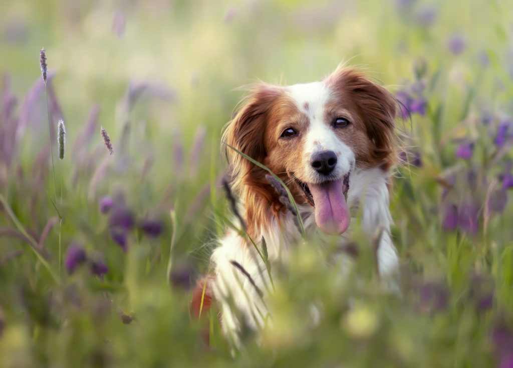 propreté canine