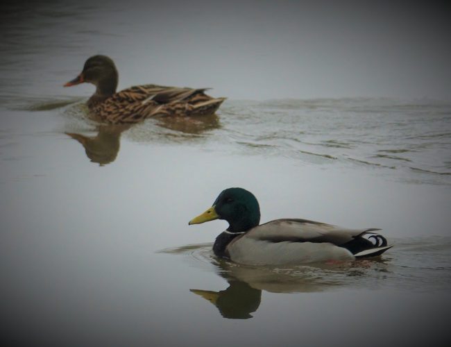 JANVIER21 MAILLETOPHELIE - UN FROID DE CANARD SUR LA MOSELLE copie